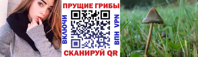 сайты даркнета состав  где купить наркоту  Старая Русса  Псилоцибиновые грибы Psilocybe 